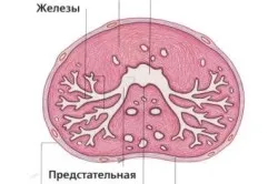 Какво е простатит