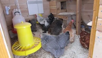 За да кокошки се втурнаха през зимата - това е необходимо да се знае най-важните нюансите