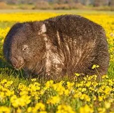 Wombat tartási, takarmányozási, ápolási