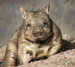 wombat otthon