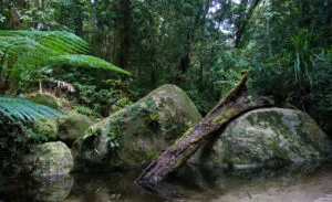 Тропическа гора - това