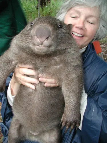 wombat acasă