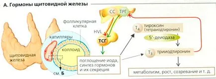 Influența hormonilor tiroidieni