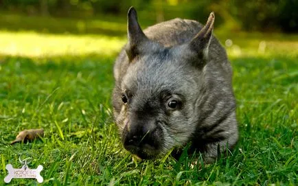 Wombat rozătoare fermecător în Australia