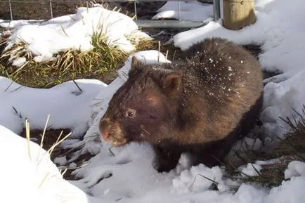 wombat otthon