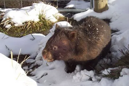 wombat acasă