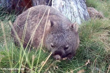 wombat otthon