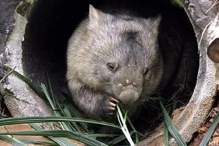 wombat otthon