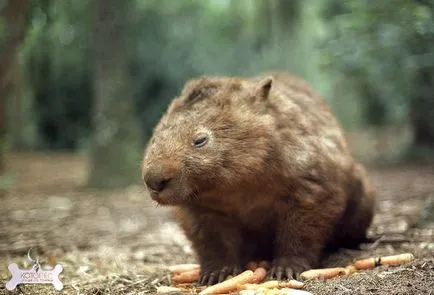 Wombat rozătoare fermecător în Australia