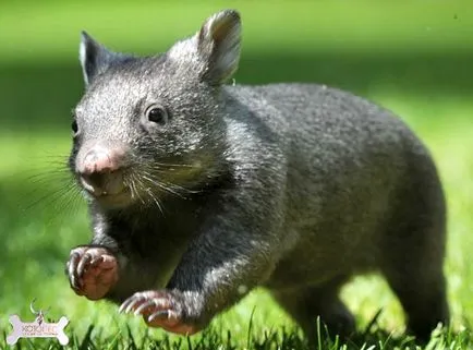 Wombat rozătoare fermecător în Australia