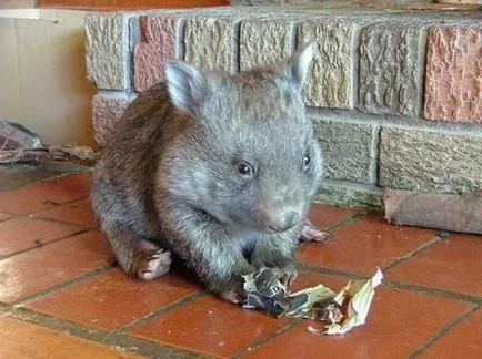 wombat acasă