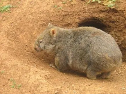 wombat otthon