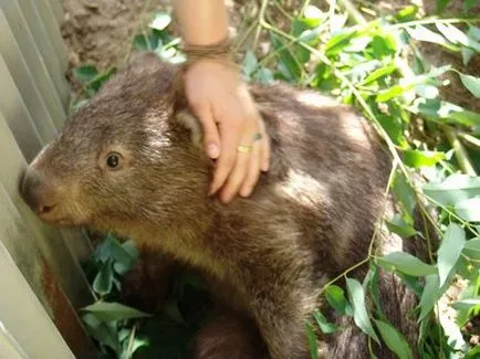 wombat acasă