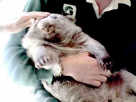 Wombat otthon