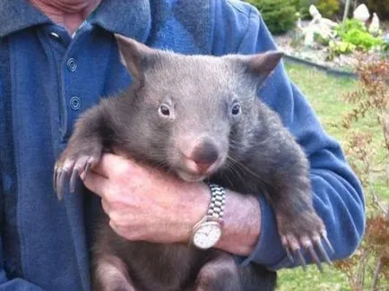 wombat otthon