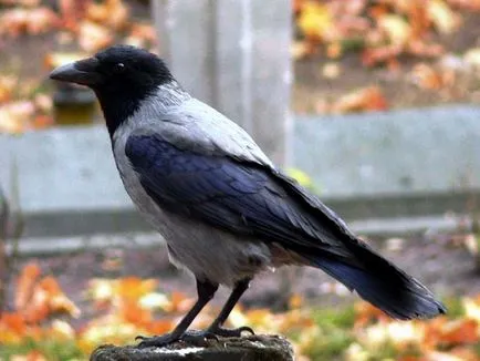 Crow, clasele abstracte de familiarizare cu natura