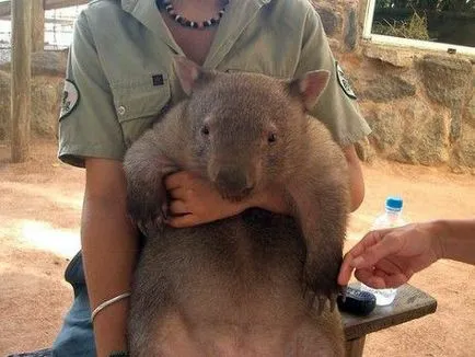 wombat otthon