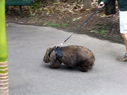 wombat acasă