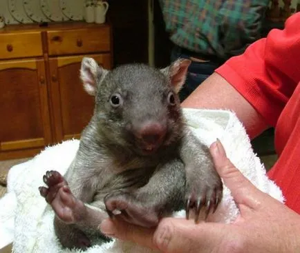 wombat otthon