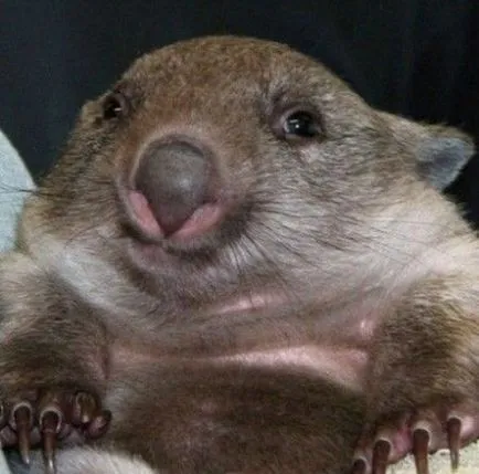 wombat acasă