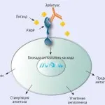 Chimioterapia pentru cancerul pulmonar si efectele alimentelor