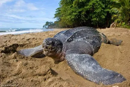 Toate turturicii Leatherback