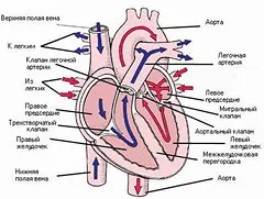 Защо един човек диша