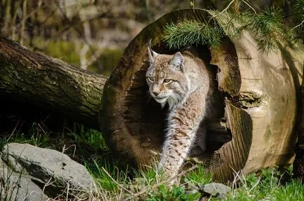 De ce mănunchiuri lynx pe urechi