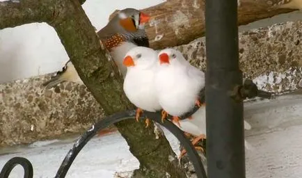 Zebra de întreținere Finch și îngrijire la domiciliu cu fotografie