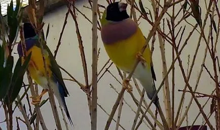 Zebra de întreținere Finch și îngrijire la domiciliu cu fotografie