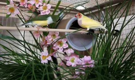 Zebra de întreținere Finch și îngrijire la domiciliu cu fotografie