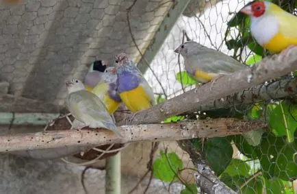 Zebra de întreținere Finch și îngrijire la domiciliu cu fotografie