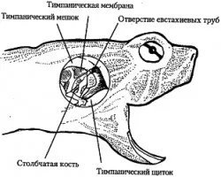 Зрение, слух и костенурки температура - всичко за костенурки и костенурки