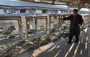 agricultura Blană ca ramură a agriculturii - celhozportal