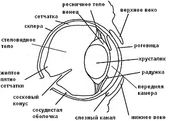 Зрение, слух и костенурки температура - всичко за костенурки и костенурки