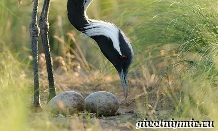 Demoiselle Crane Bird