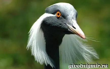 Demoiselle Crane Bird