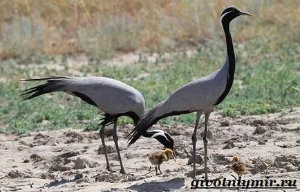 Demoiselle Crane Bird