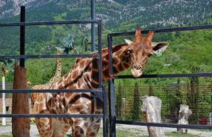 Tales Zoo“, descriere Yalta