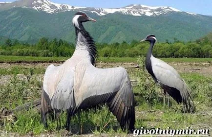 Demoiselle Crane Bird