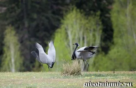 Demoiselle Crane Bird