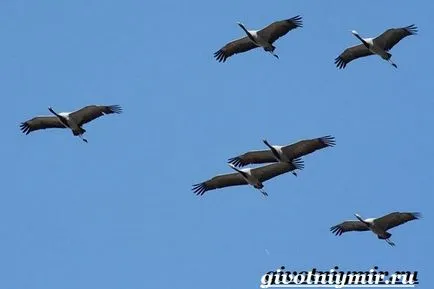 Demoiselle Crane Bird