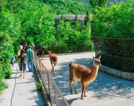 Zoo Tales”, Jalta leírás