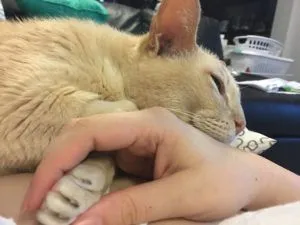13-годишната котка от приют, който е бил отведен в семейството, не мога да спя, ако хората не ще продължат