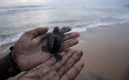 10 animale fermecătoare, care consideră că este dificil să supraviețuiască copilăriei