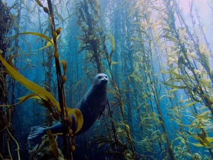 20 legszínesebb és szokatlan dolgokat, amelyek megtalálhatók a víz alatt