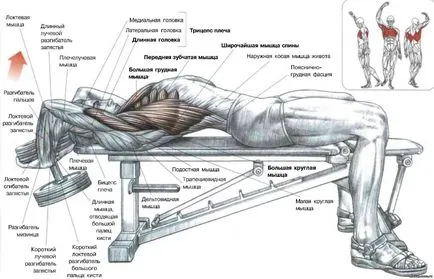 4 Cele mai bune exerciții pentru creșterea mușchilor pieptului