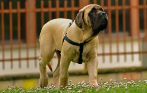 origine engleză mastiff, în special conținutul