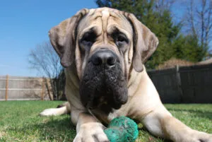 origine engleză mastiff, în special conținutul