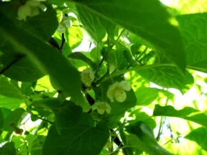 Actinidia ültetés és gondozás és etetés növénytermesztés vetőmag-szaporítás